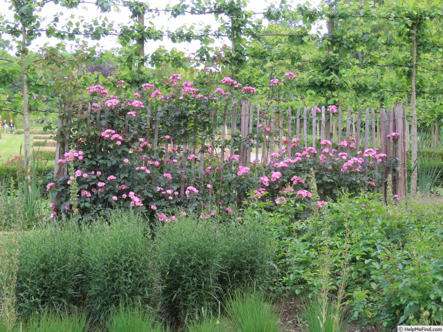 'Persian Dawn ®' rose photo