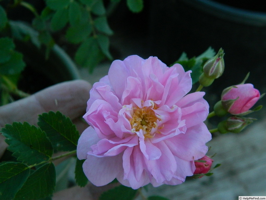 'Woodrow' rose photo