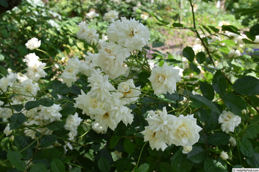 'Prosperity (Hybrid Musk, Pemberton, 1919)' rose photo