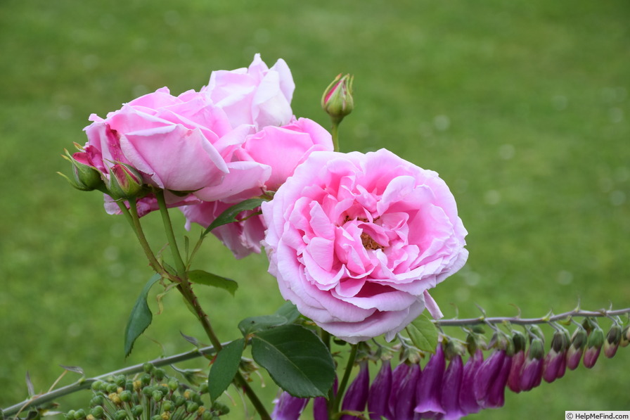 'Madame Caroline Testout (Hybrid Tea, Pernet-Ducher, 1890)' rose photo