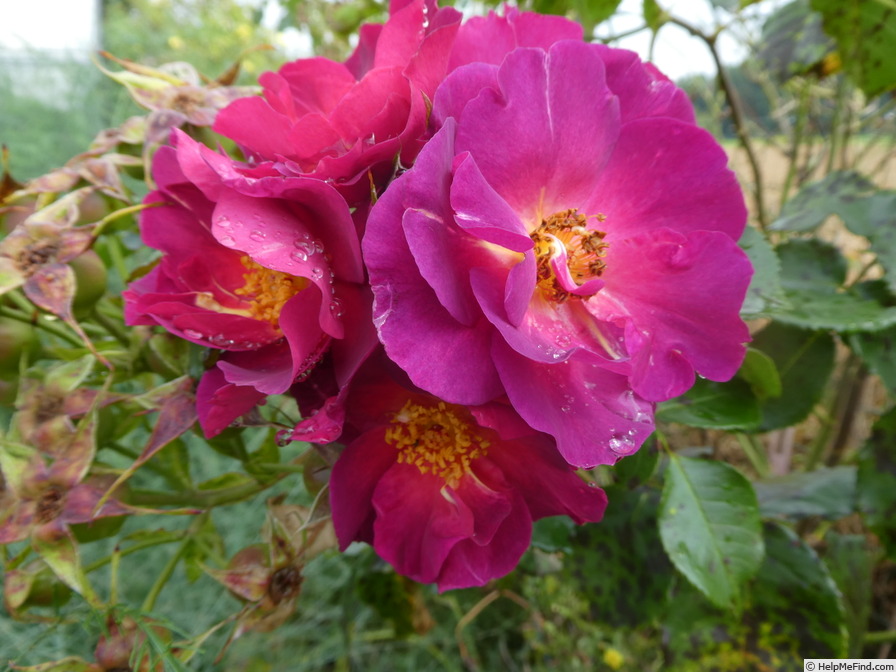 'Wild Rover (Floribunda, Dickson, 2007)' rose photo