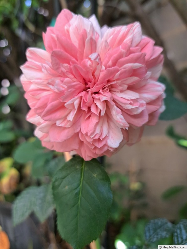 'Mascaret ®' rose photo
