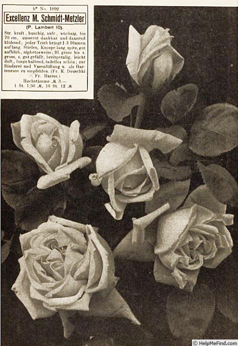 'Excellenz M. Schmidt-Metzler' rose photo