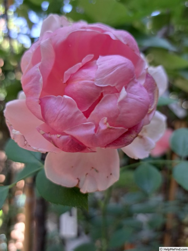 'Brother Cadfael' rose photo