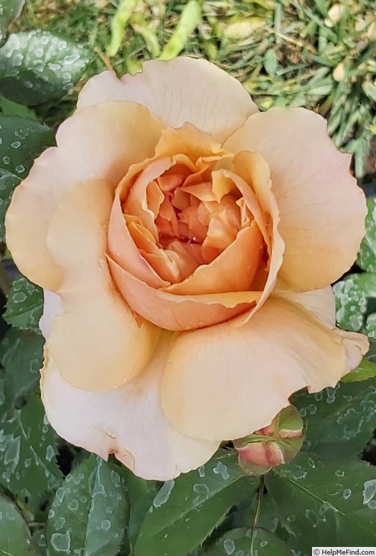 'Soul Sister Sunbelt ®' rose photo