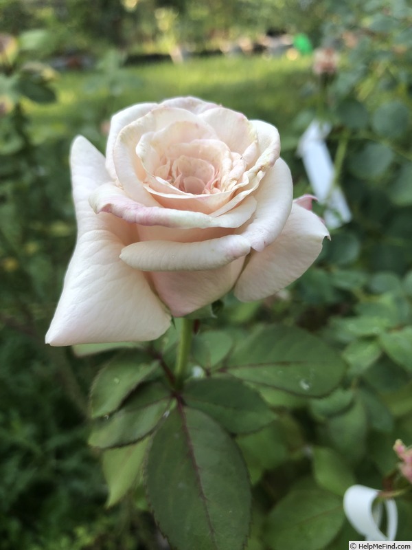 'Prairie Lady' rose photo