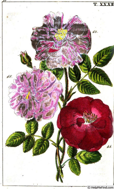 'Quatre Saisons panachée' rose photo