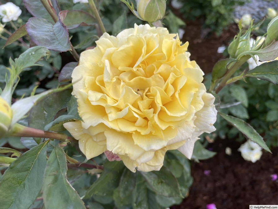 'Chantilly Cream ™' rose photo