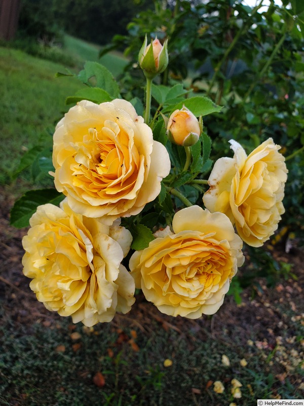 'Tupelo Honey™' rose photo