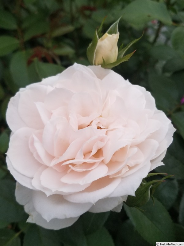 'Lion's Fairy Tale' rose photo