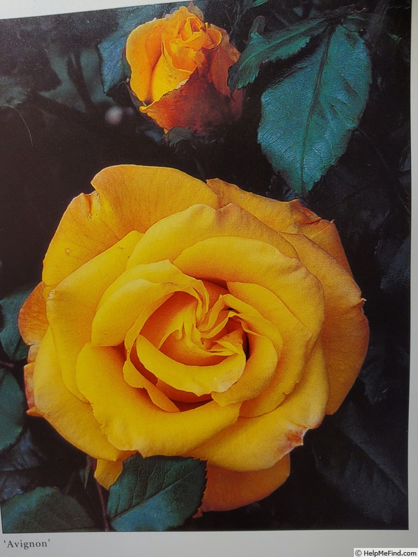 'Avignon (floribunda, Cants 1974)' rose photo