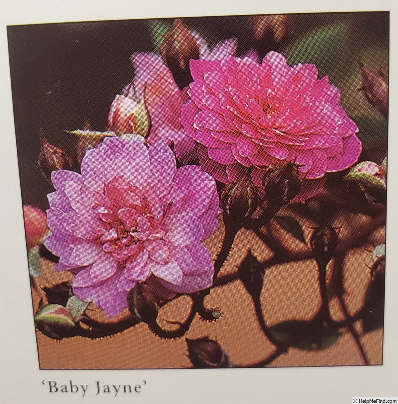 'Baby Jayne' rose photo