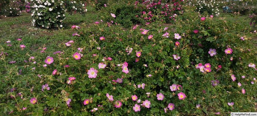 'R. eglanteria' rose photo