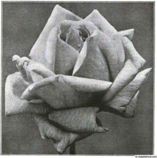 'Madame Pierre Euler' rose photo