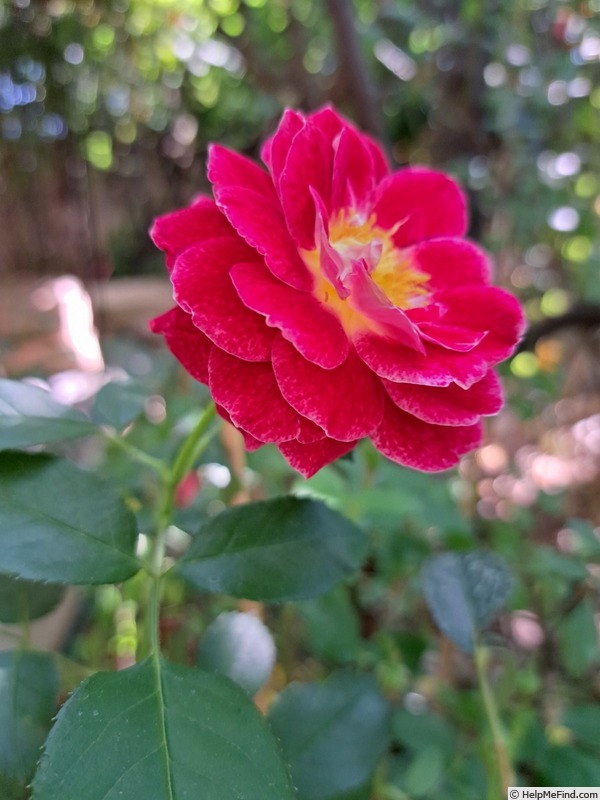 'Abbatiale de Pontigny ®' rose photo