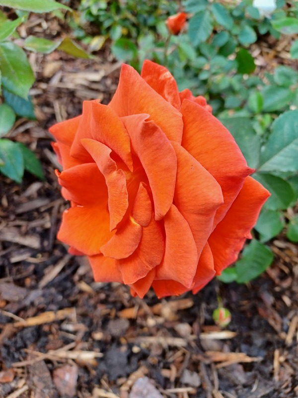 'Burning Desire (floribunda, Fryer, 2014)' rose photo