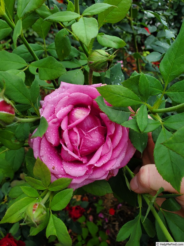 'Miranda Lambert ™' rose photo