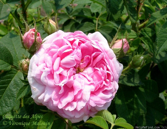 'Coquette des Alpes' rose photo