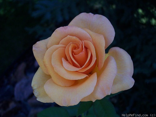 'AROcad' rose photo