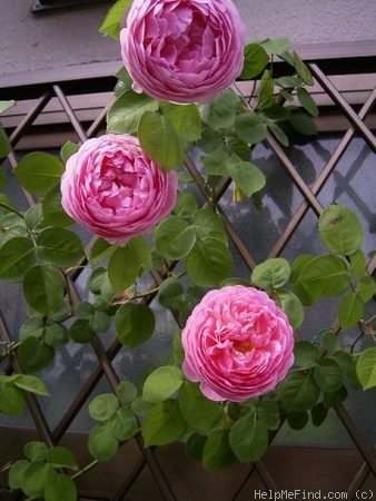 'Constance Spry' rose photo