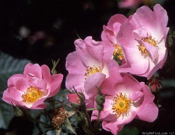 'Flora McIvor (hybrid rubiginosa, Lord Penzance, 1894)' rose photo