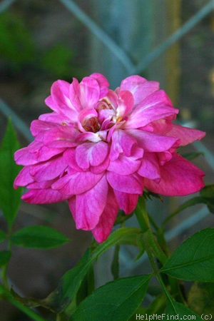 'Old Blush' rose photo