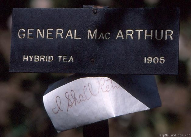 'Climbing General MacArthur' rose photo