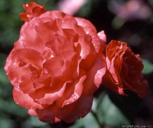 'Grazia (floribunda, Notte 1977)' rose photo