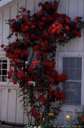 'Heidelberg (cl. floribunda, Kordes, 1959)' rose photo