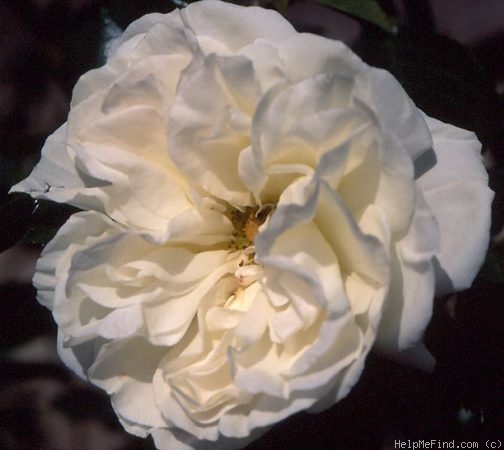 'Ice White' rose photo