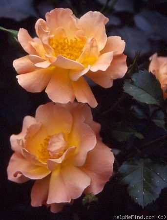 'Irene's Delight (Shrub, Lowe 2001)' rose photo