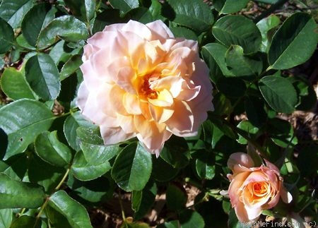 'Celtic Pride' rose photo