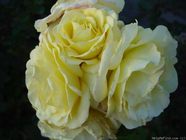 'Cläre Grammerstorf' rose photo