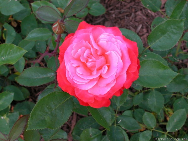 'Milestone' rose photo