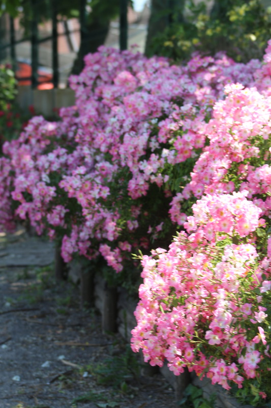 'Cumbaya ® (floribunda, Meilland, 1998)' rose photo