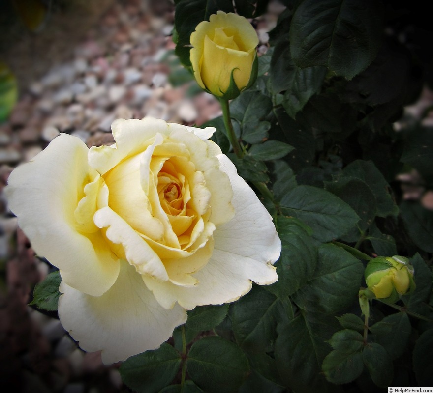 'Eternal Flame (hybrid tea, Meilland 2007)' rose photo