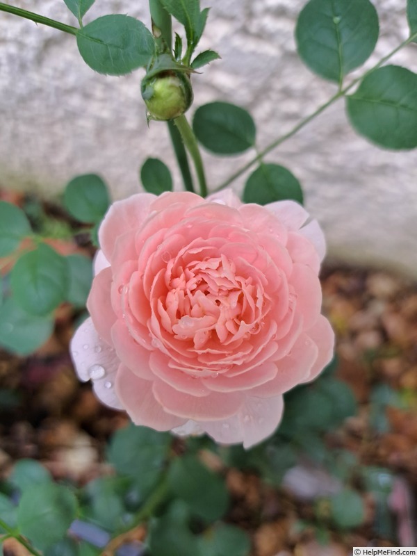 'Queen of Sweden' rose photo