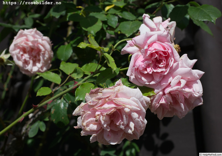 'Madame Damaizin' rose photo