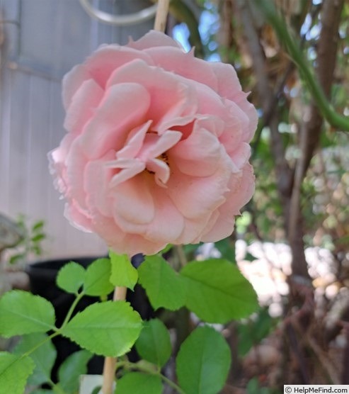 'Moin Moin ®' rose photo
