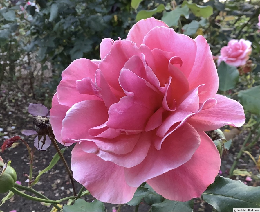 'Duet (hybrid tea, Swim, 1960)' rose photo