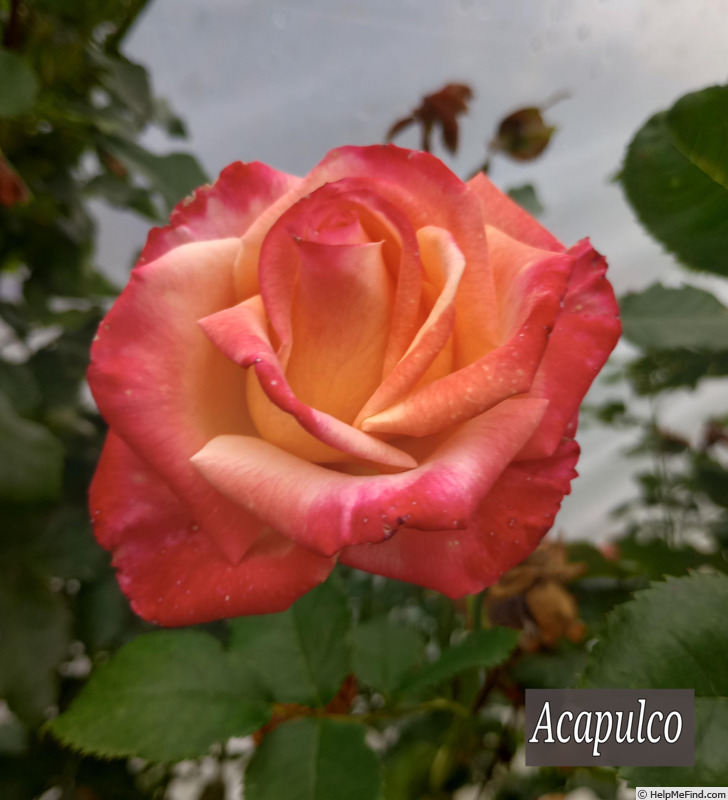 'Acapulco (hybrid tea, Dickson, 1994)' rose photo