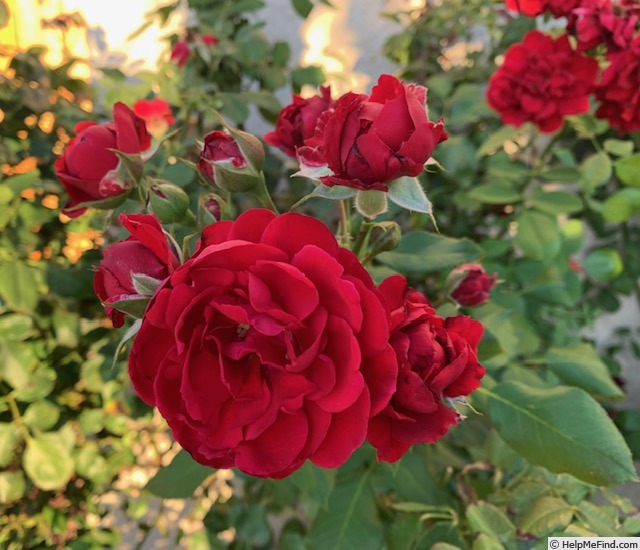'All Ablaze ™' rose photo