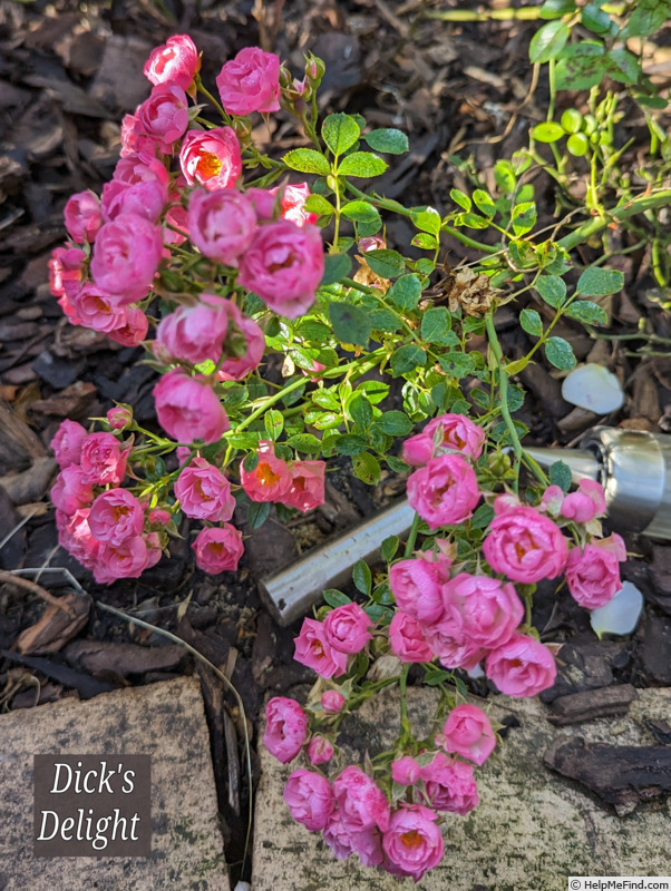 'Dick's Delight ™' rose photo