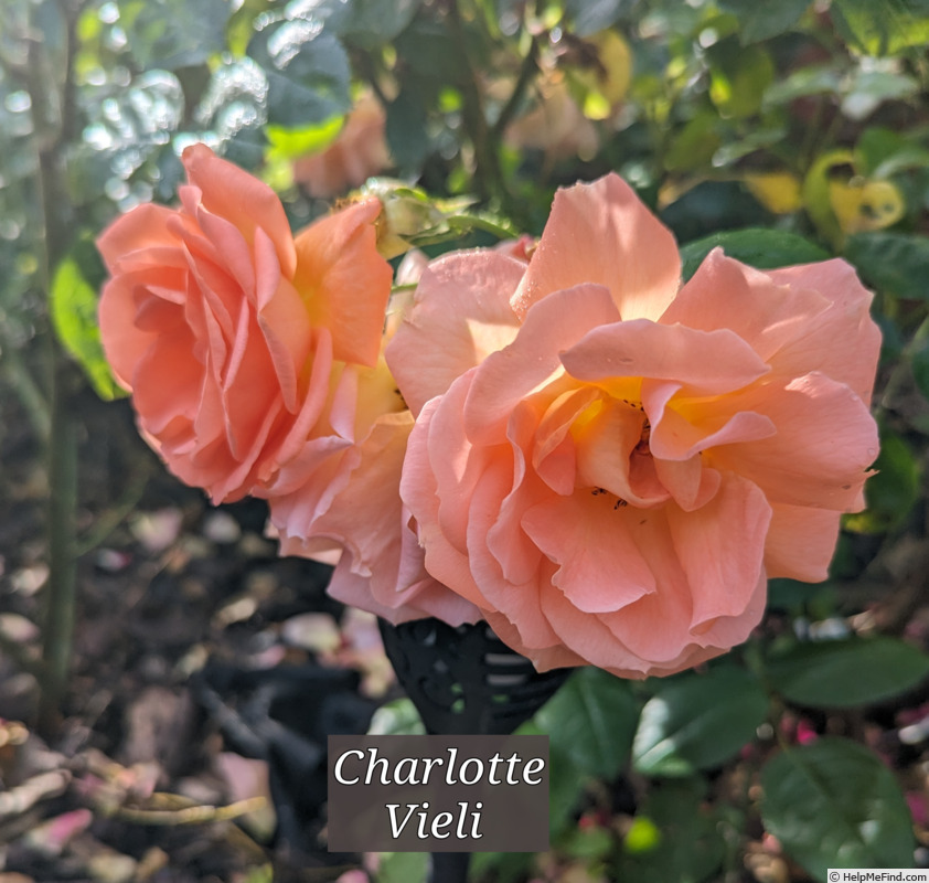 'Charlotte Vieli' rose photo