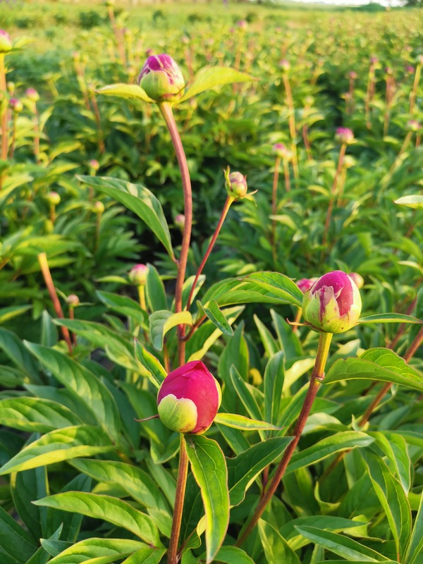 'Karl Rosenfield' peony photo