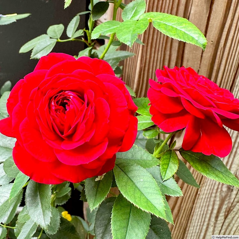 'Red Captain' rose photo