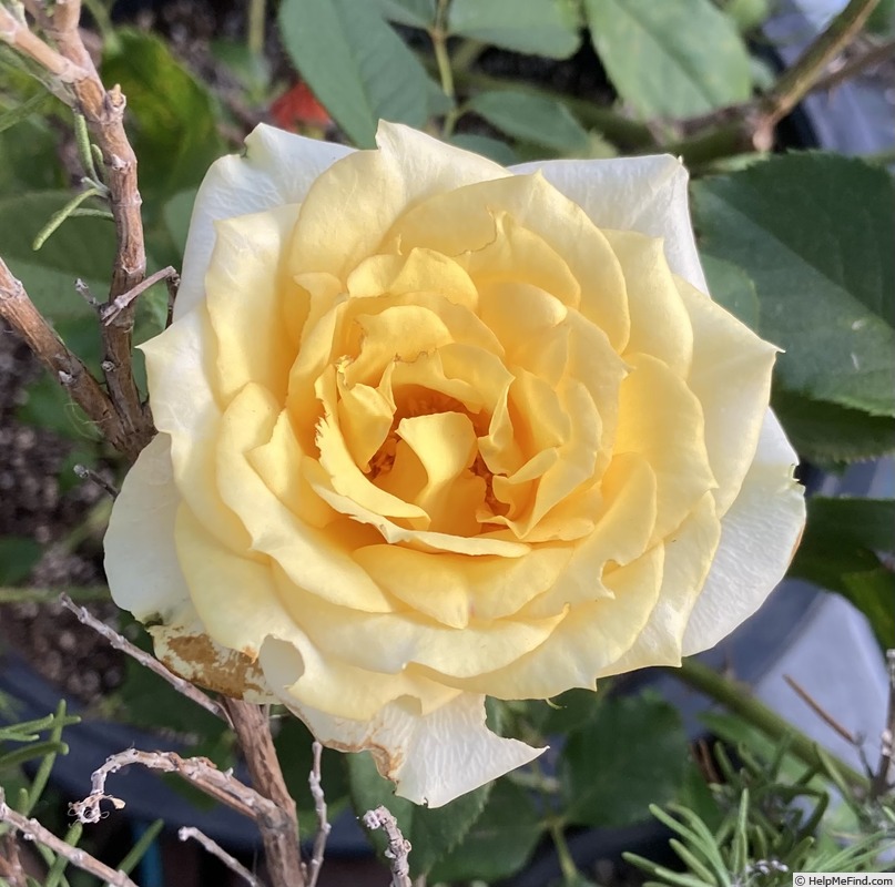 'Mary Alice' rose photo