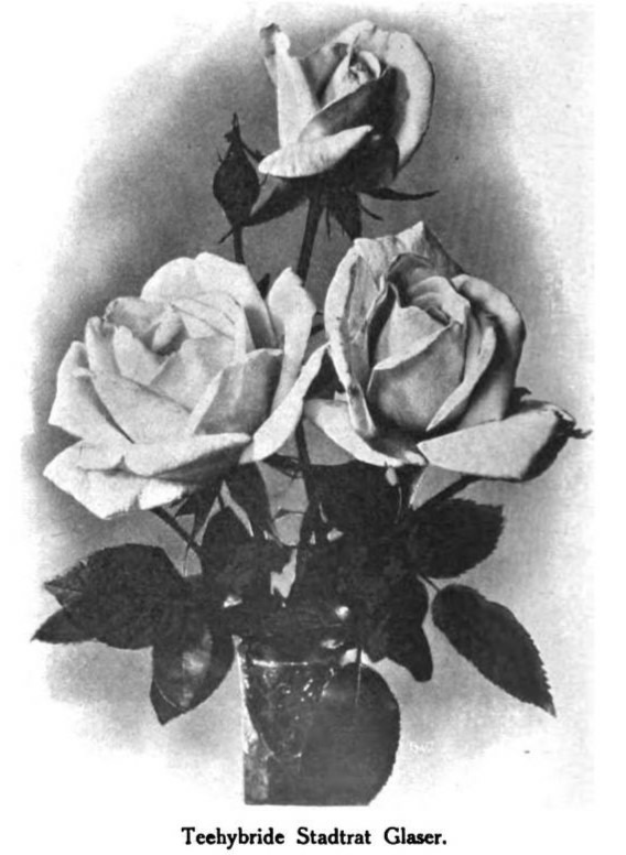 'Stadtrat Glaser' rose photo