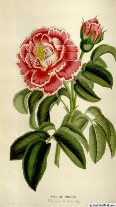 'Narcisse de Salvandy' rose photo