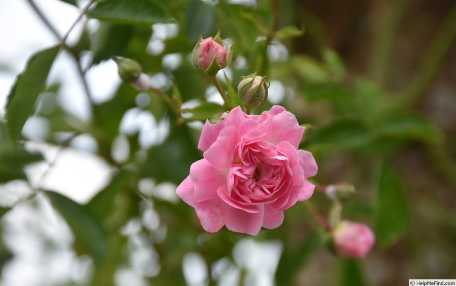 'Dorothy Perkins' rose photo